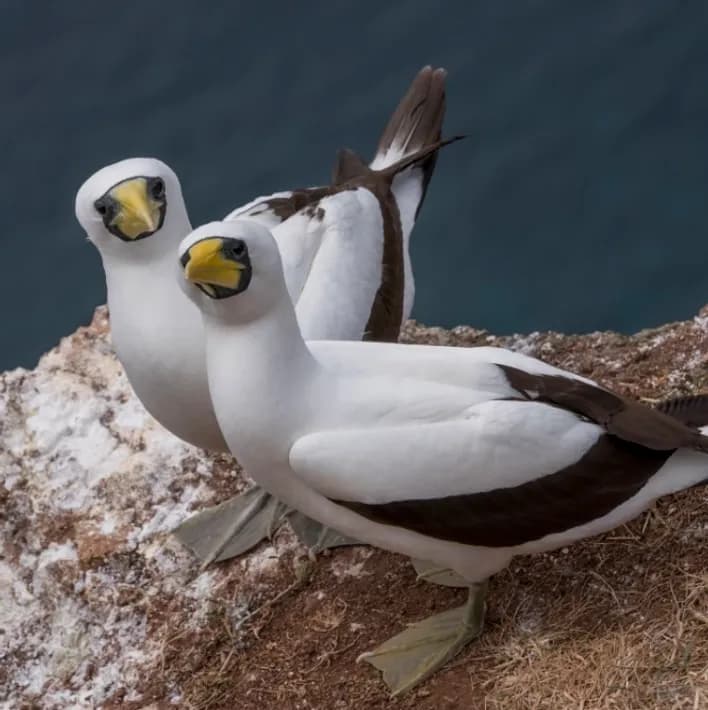 Native bird on Norfolk Island